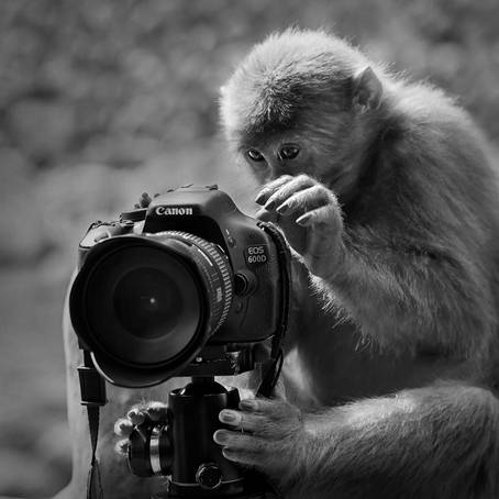 森林攝影師 Forest Photographer（3）
