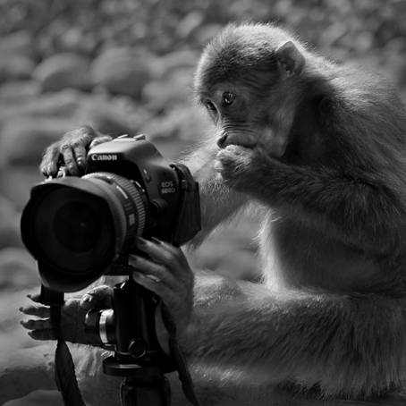 森林攝影師 Forest Photographer（1）