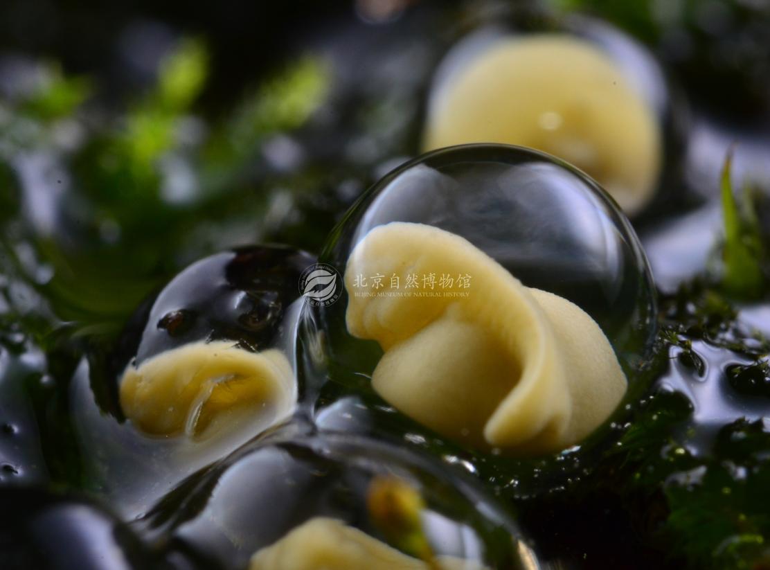 在地上的水晶球~台灣特有種面天樹蛙