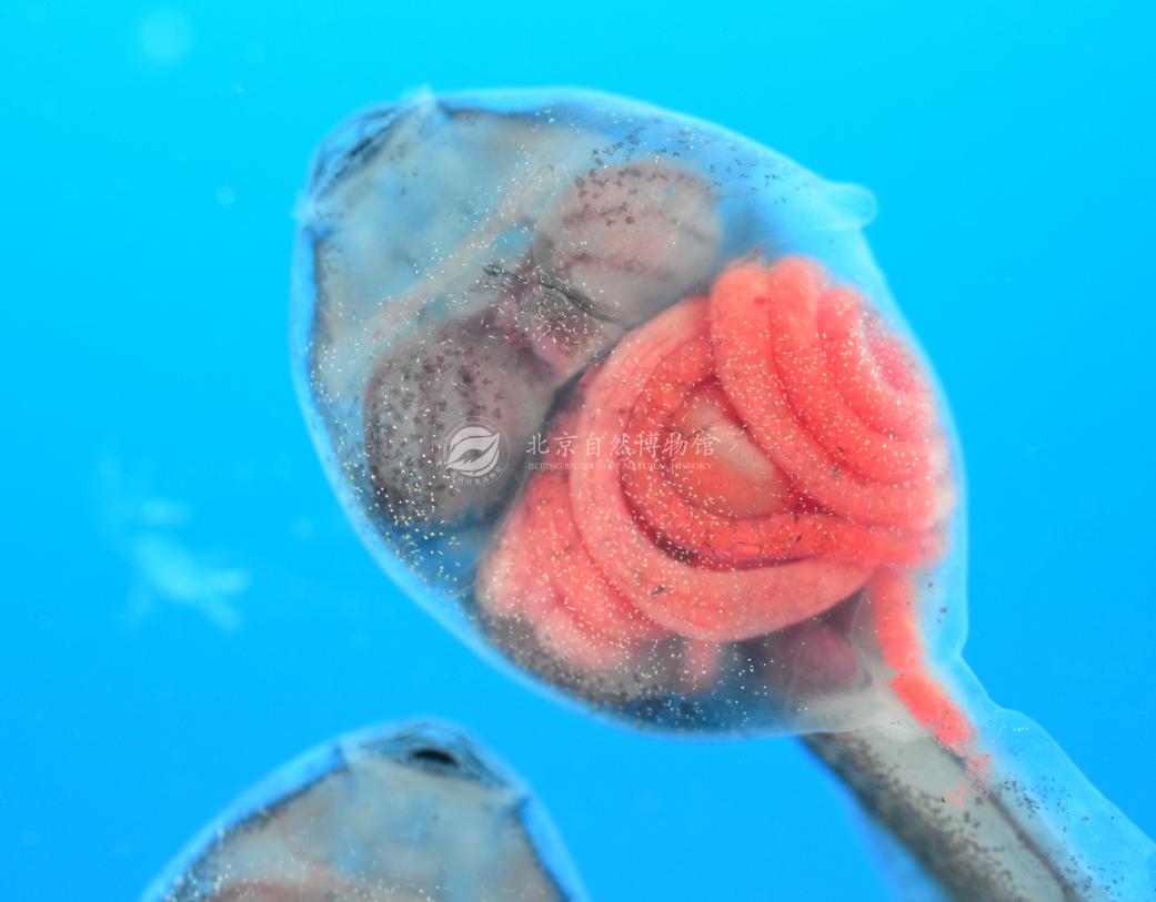 蝌蚪的透明身體~直視內臟