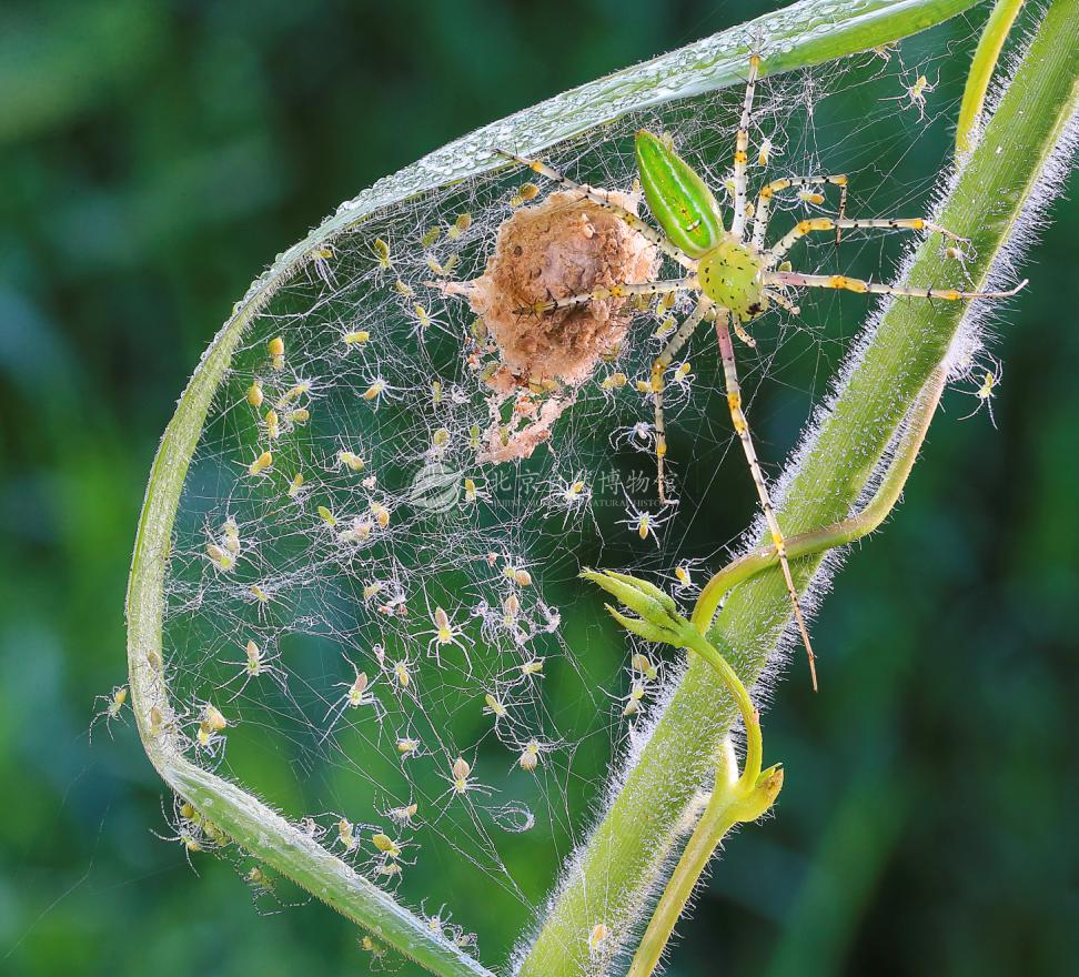 散發母性光輝：綠貓蛛