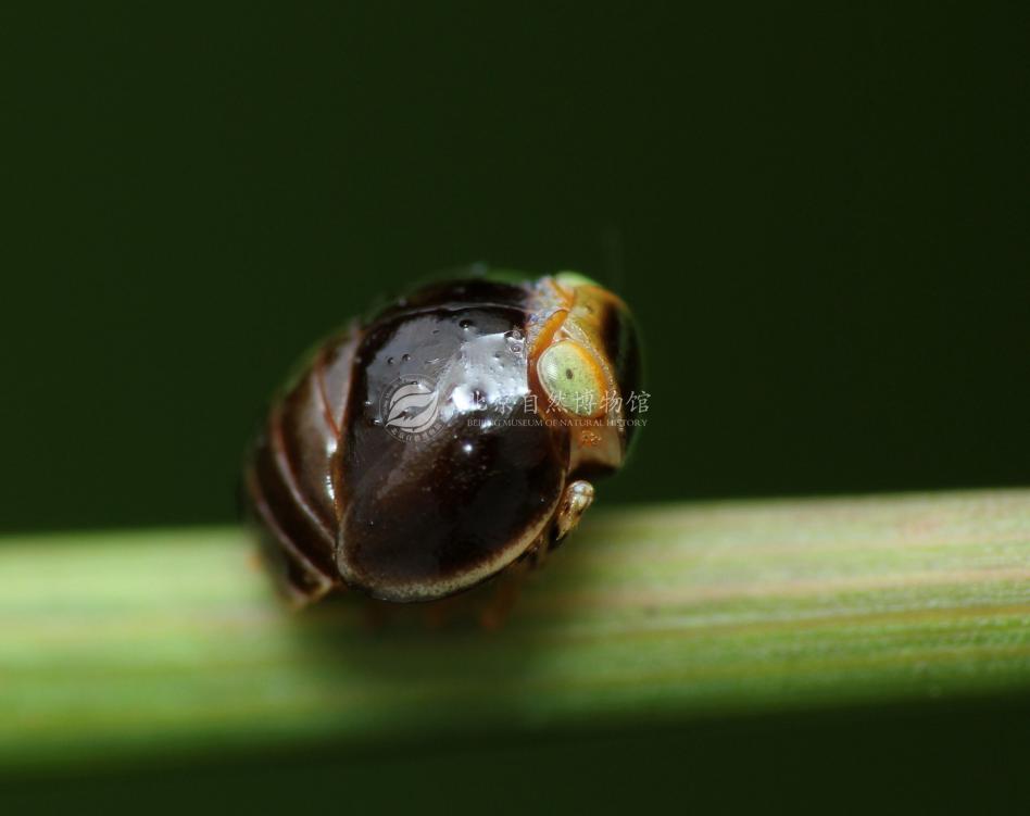小時候黑不一定黑