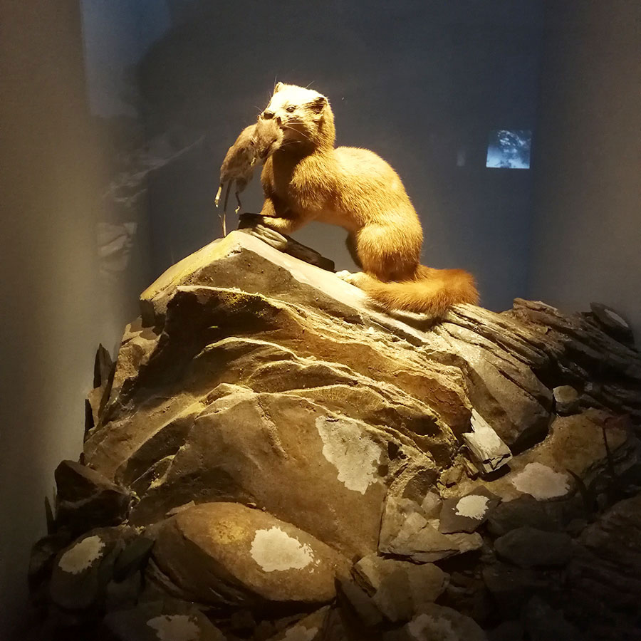 NMNS_IV_07.jpg
