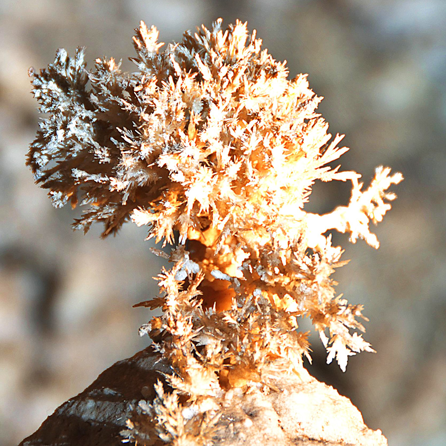 Flower_3.jpg