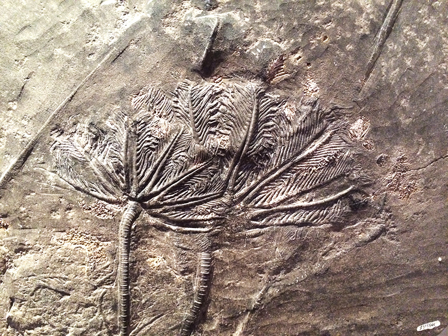 Flower_4.jpg