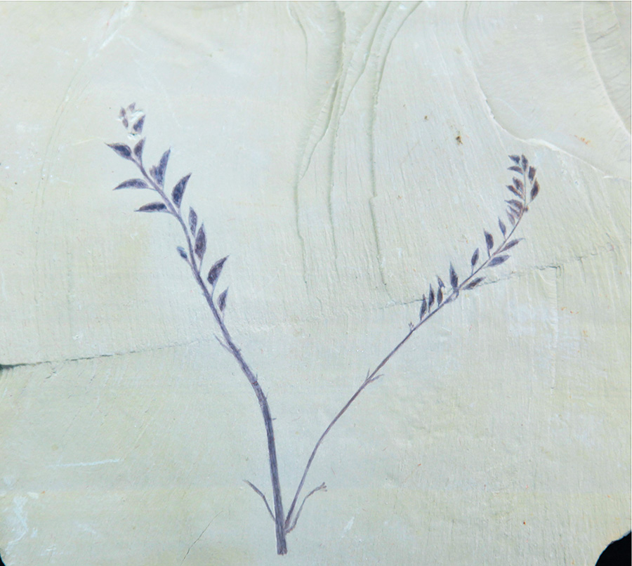 Flower_5.jpg