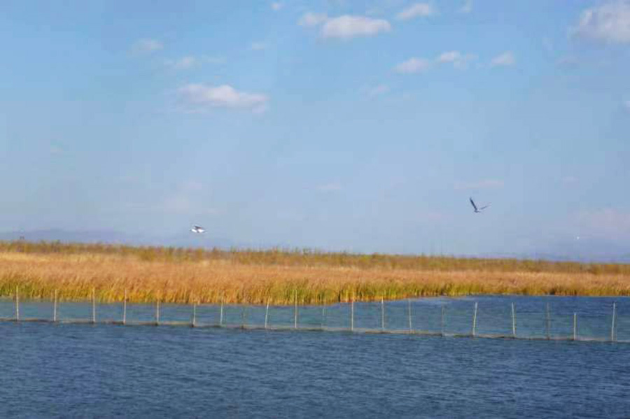 WetlandsDay_2.jpg