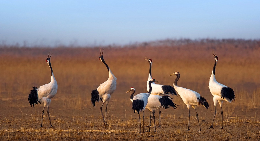 WetlandsDay_4.jpg