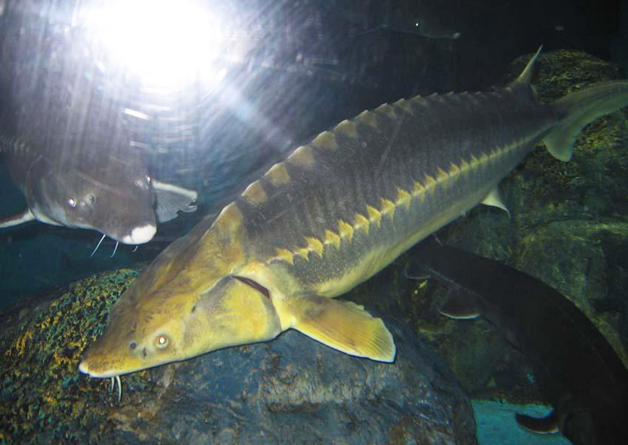 WetlandsDay_6.jpg