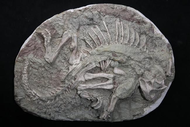 著名的“恐龙木乃伊”——鹦鹉嘴龙的原始埋藏1.jpg