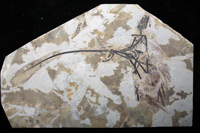 已知发现最早的具有色素色的小型兽脚类恐龙——顾氏小盗龙1.jpg