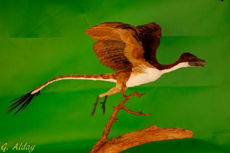 原始热河鸟复原模型