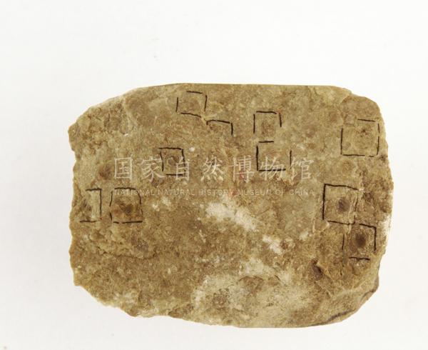 费伯克氏 费伯克蜓 早二迭世 贵州安顺 (1)x.jpg