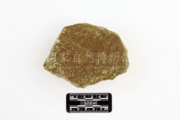 假瓦西格蜓 石炭世 新疆卡拉泰山 1957年.jpg