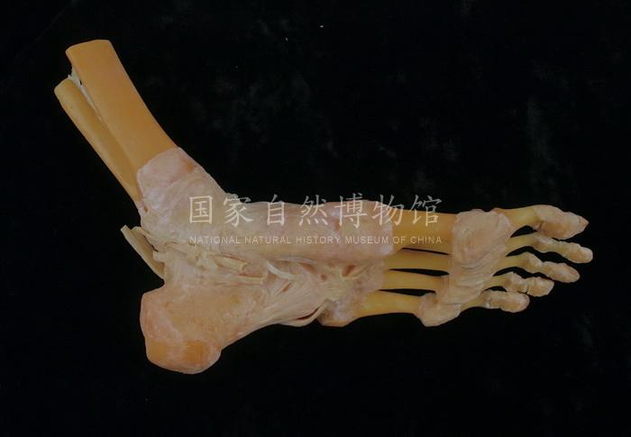 踝关节_2.jpg