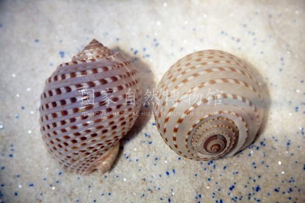 花点鹑螺.jpg