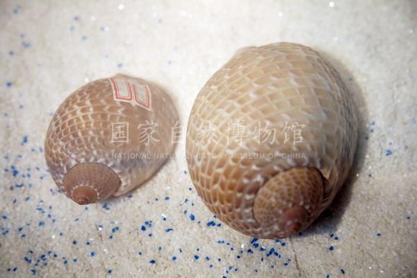 鹑螺.jpg