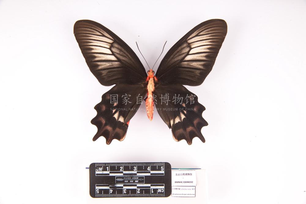 红斑曙凤蝶 albofasciata 亚种.jpg