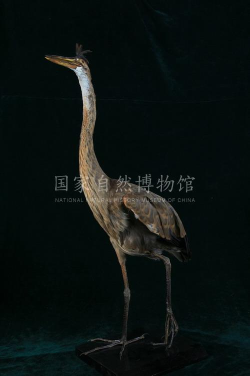 122797 草鹭_2.jpg