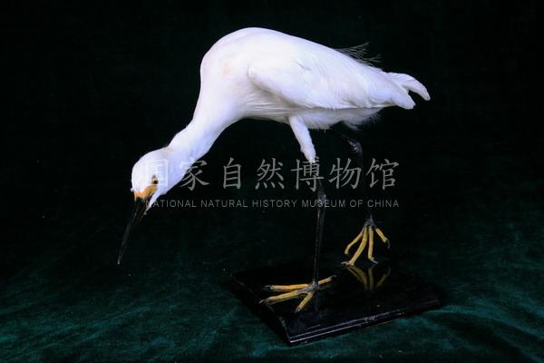 122785 白鹭_1.jpg