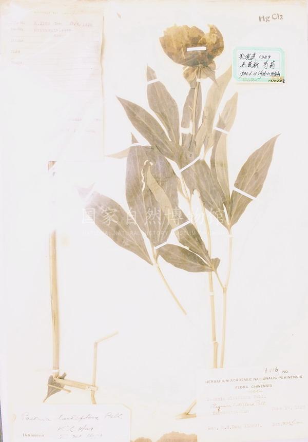 芍药 .jpg