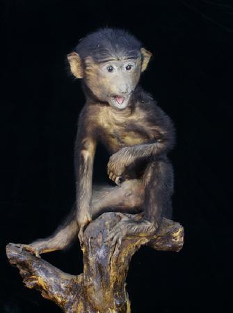 狒狒幼体