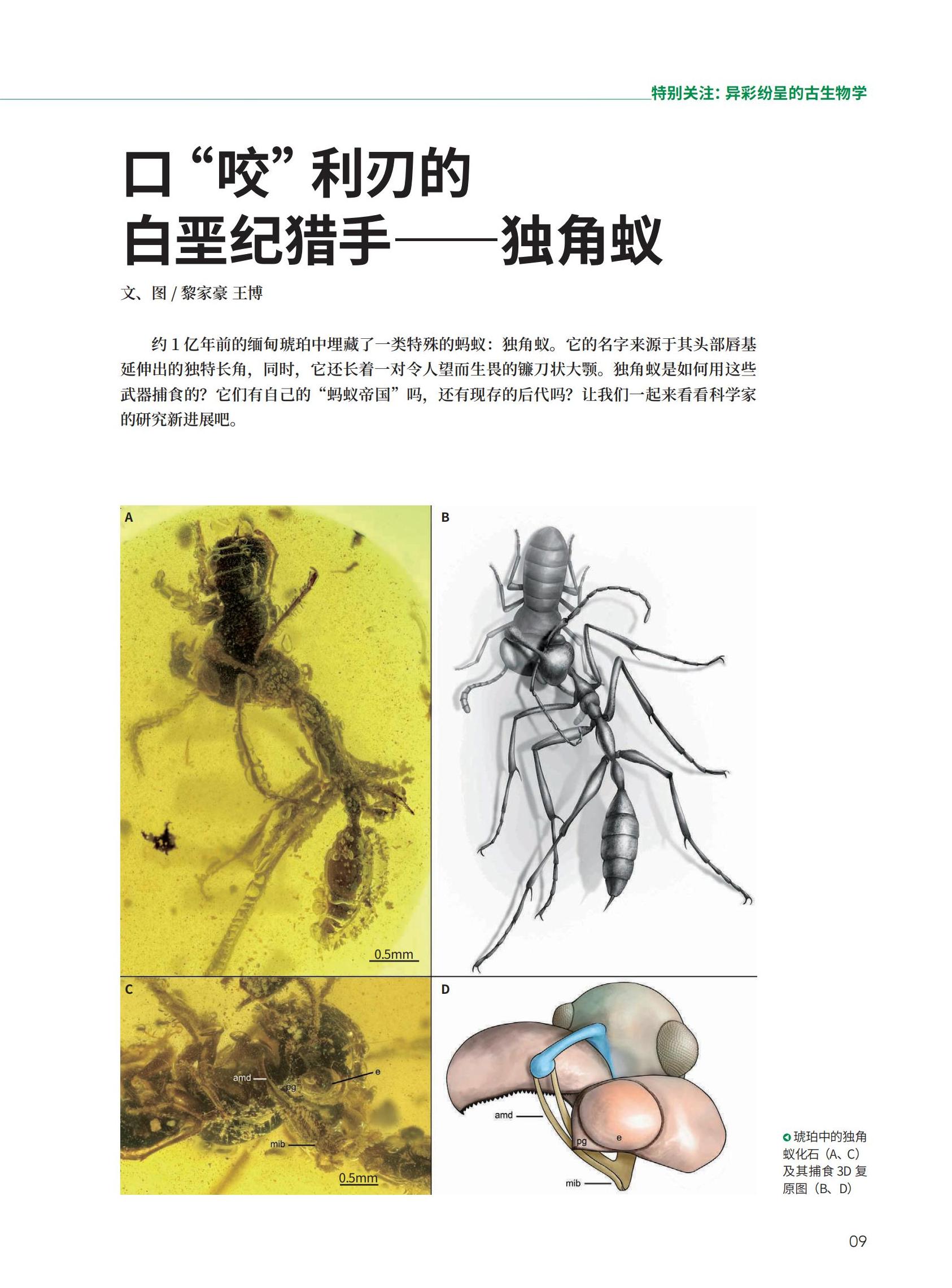09-13口“咬”利刃的白垩纪猎手——独角蚁_00.jpg