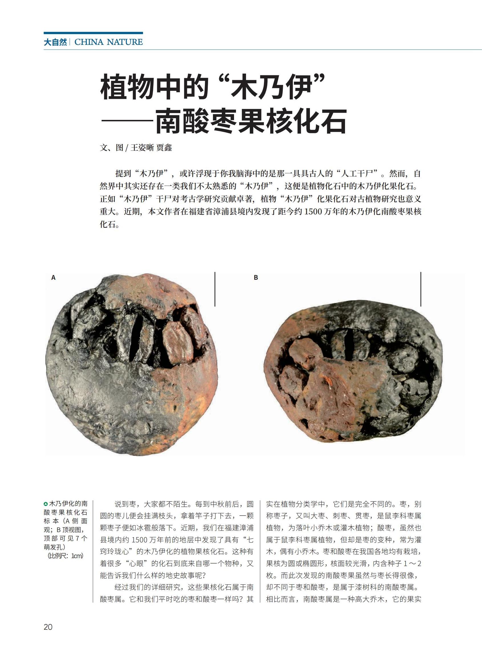 20-25植物中的“木乃伊”——南酸枣果核化石_00.jpg