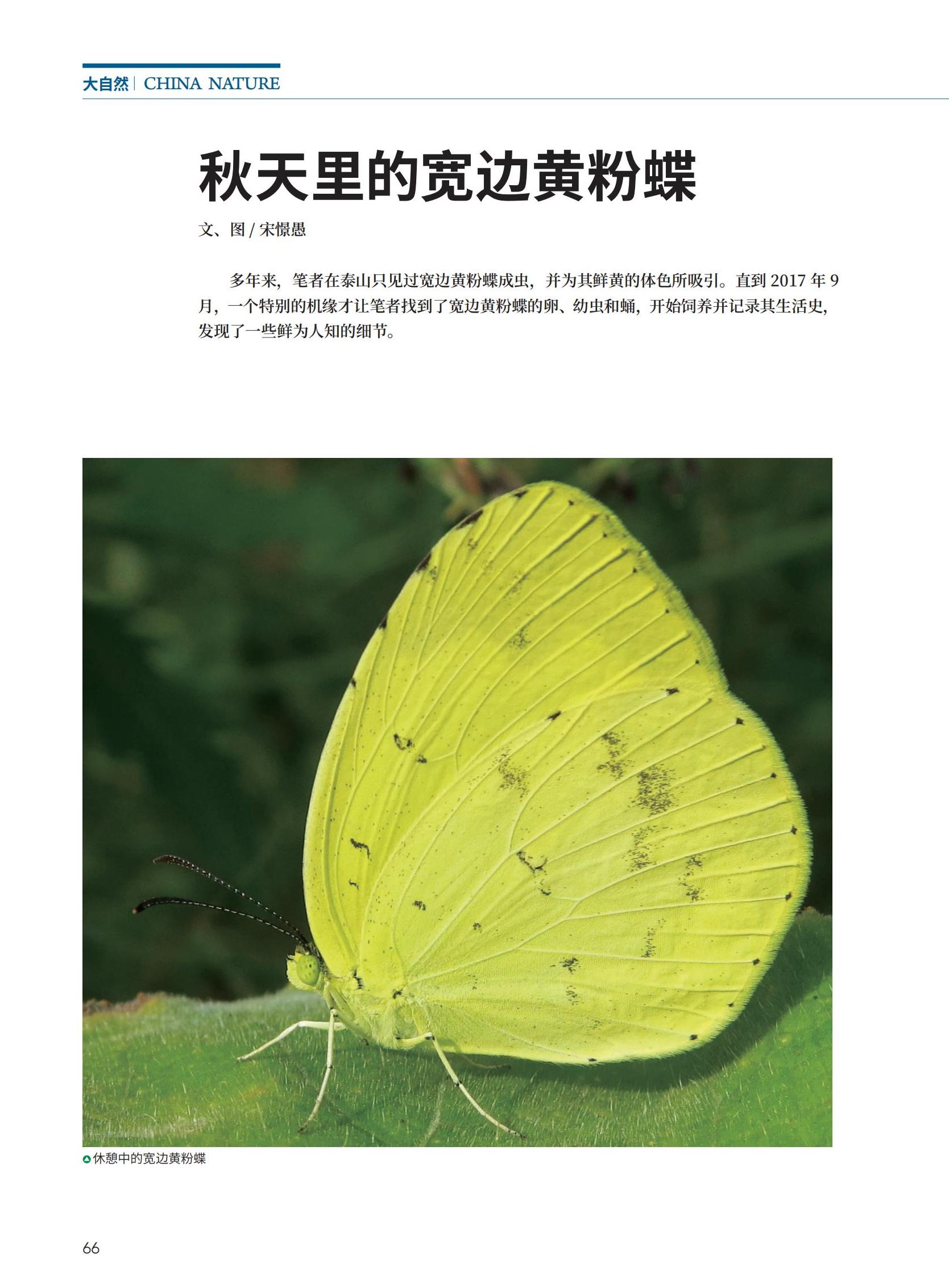 66-71秋天里的宽边黄粉蝶_00.jpg