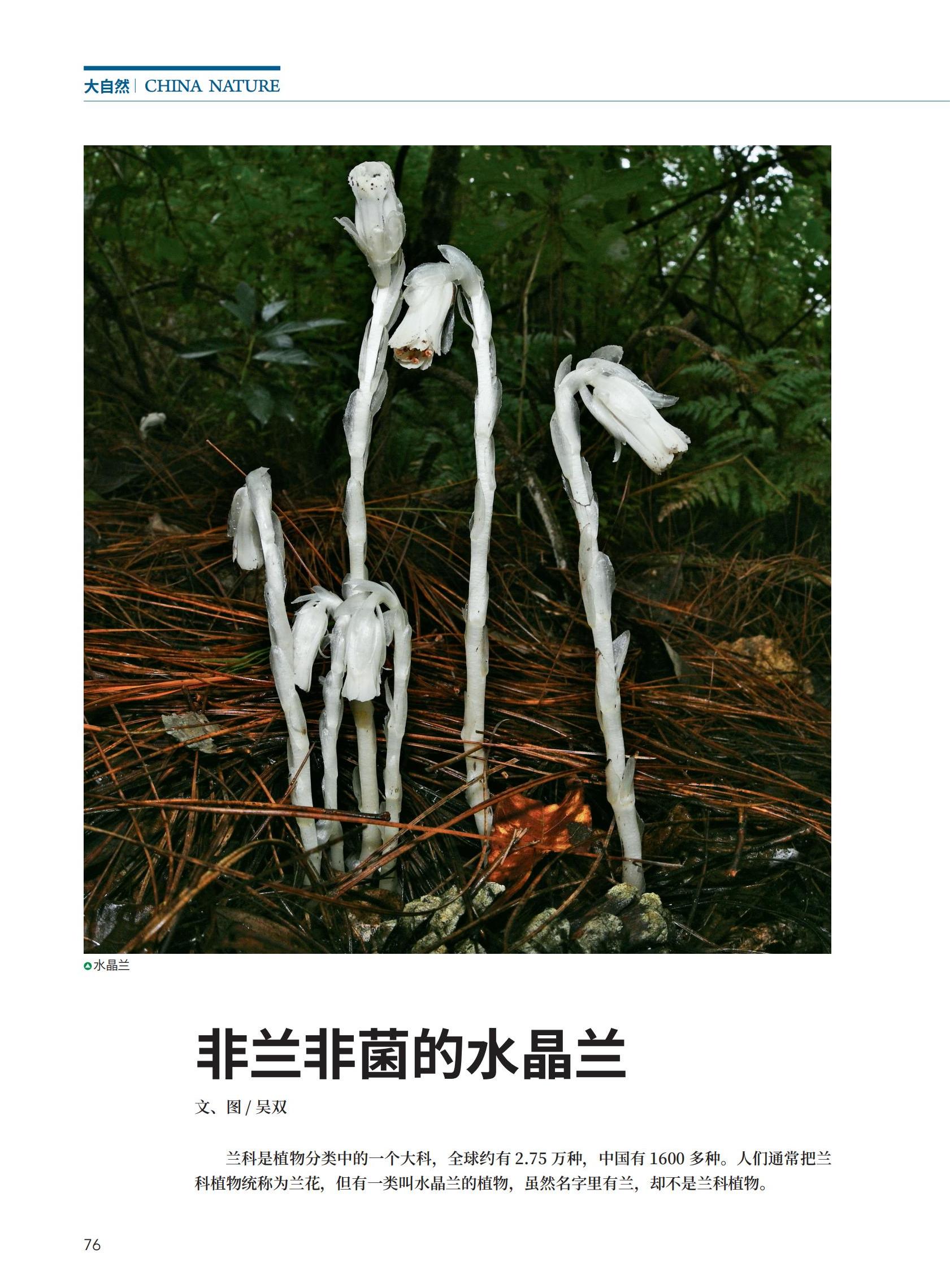 76-F3非兰非菌的水晶兰_00.jpg