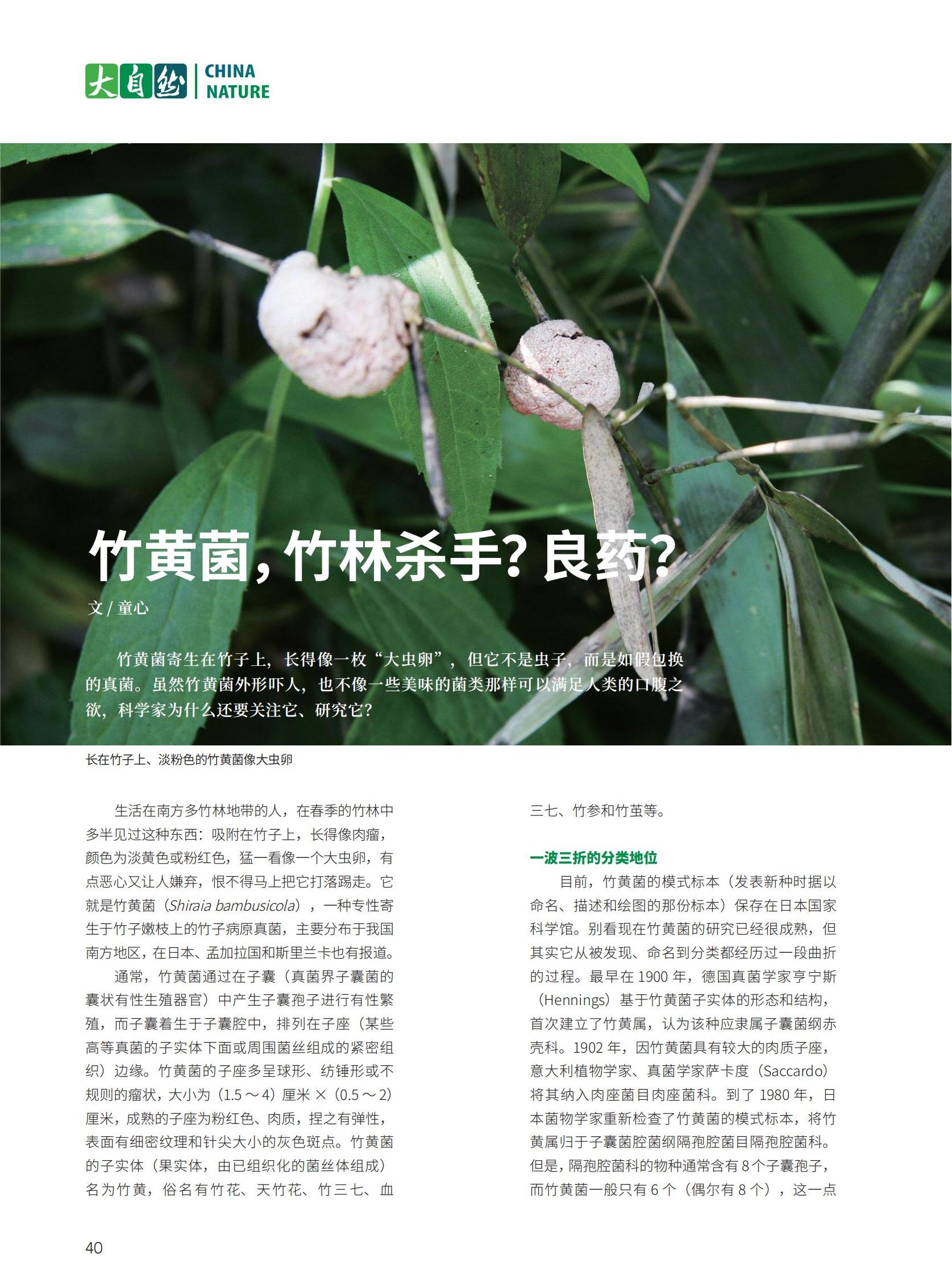 40竹黄菌，竹林杀手？良药？-童心_00.jpg