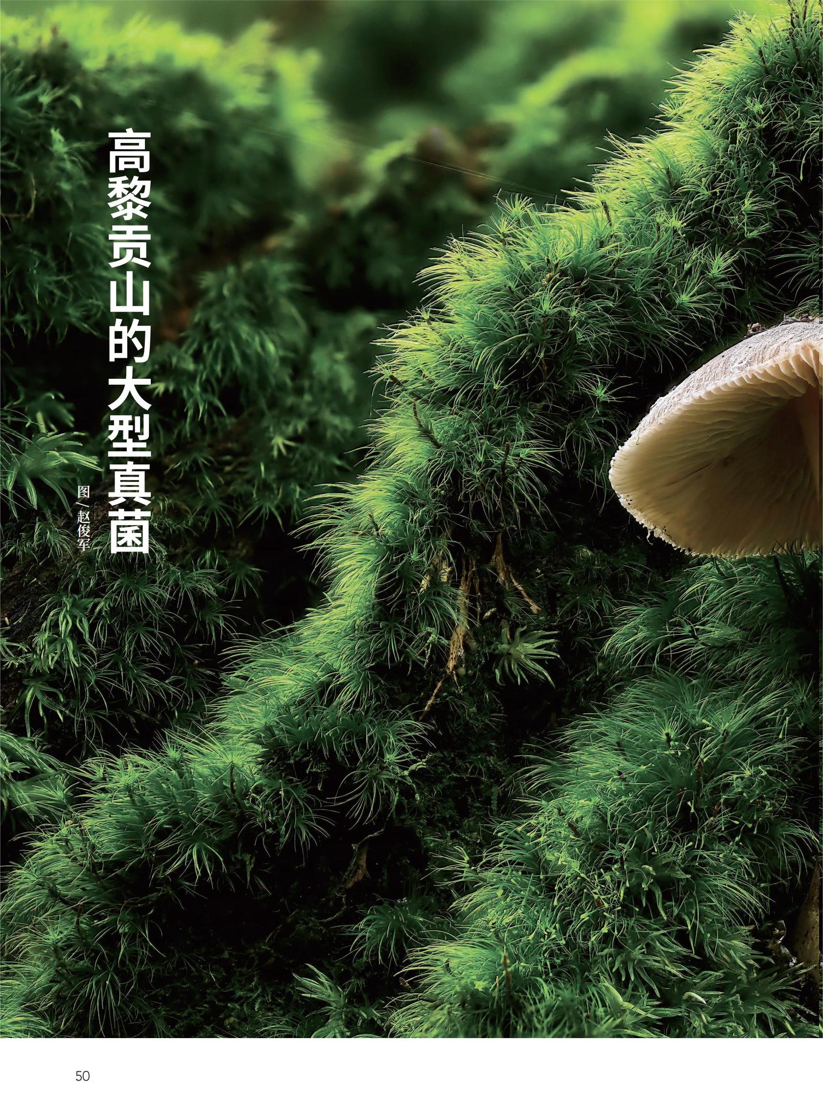 50高黎贡山的大型真菌-赵俊军_00.jpg