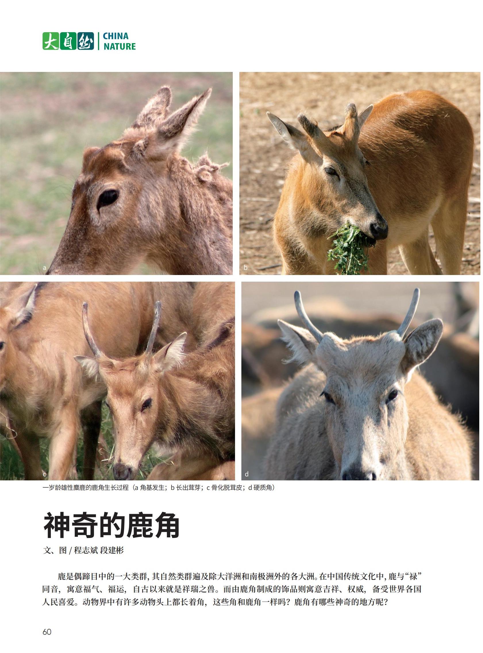 60神奇的鹿角-程志斌 段建彬_00.jpg