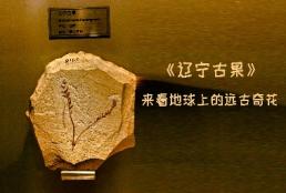 来看地球上的远古奇花.jpg