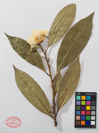 四川大头茶
