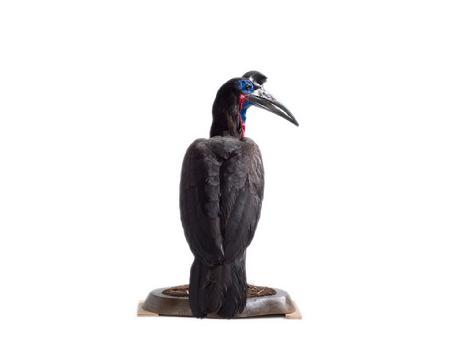 阿比西尼亚地犀鸟