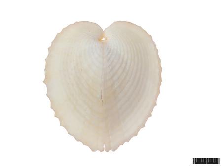 心鸟蛤