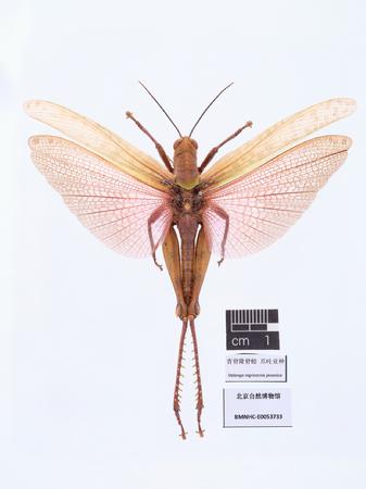 青脊隆脊蝗 爪哇亚种