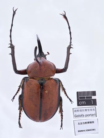 波特瑞长臂竖角兜