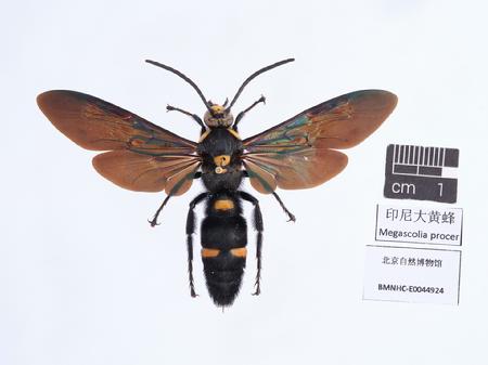 印尼大黄蜂