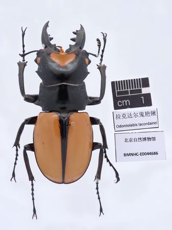 拉克达尔鬼艳锹