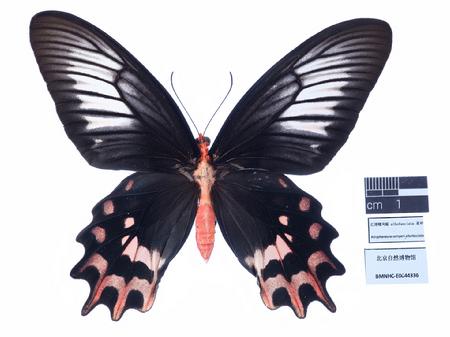 红斑曙凤蝶 albofasciata 亚种