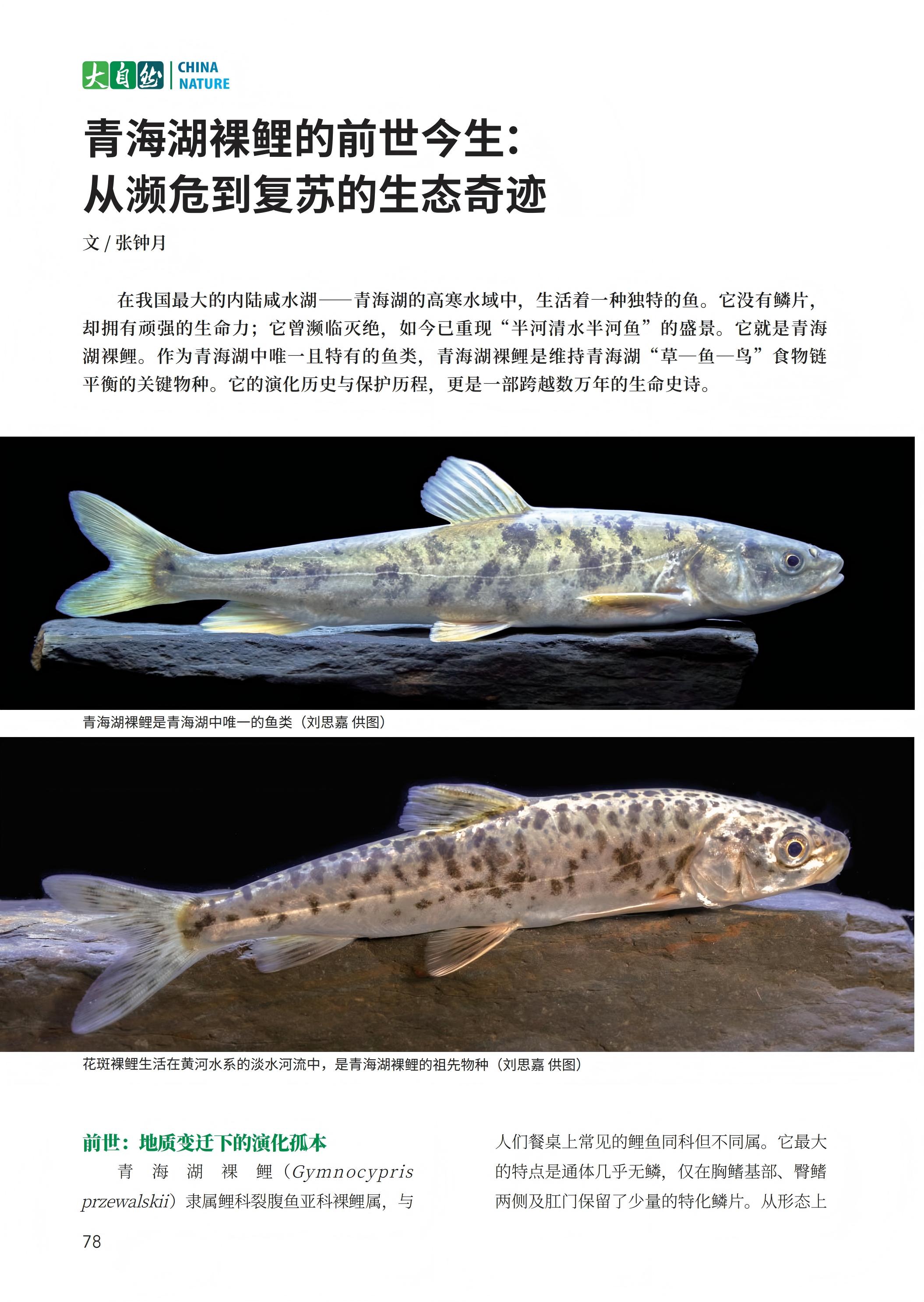 78-82 青海湖裸鲤的前世今生：从濒危到复苏的生态奇迹-张钟月_01.jpg